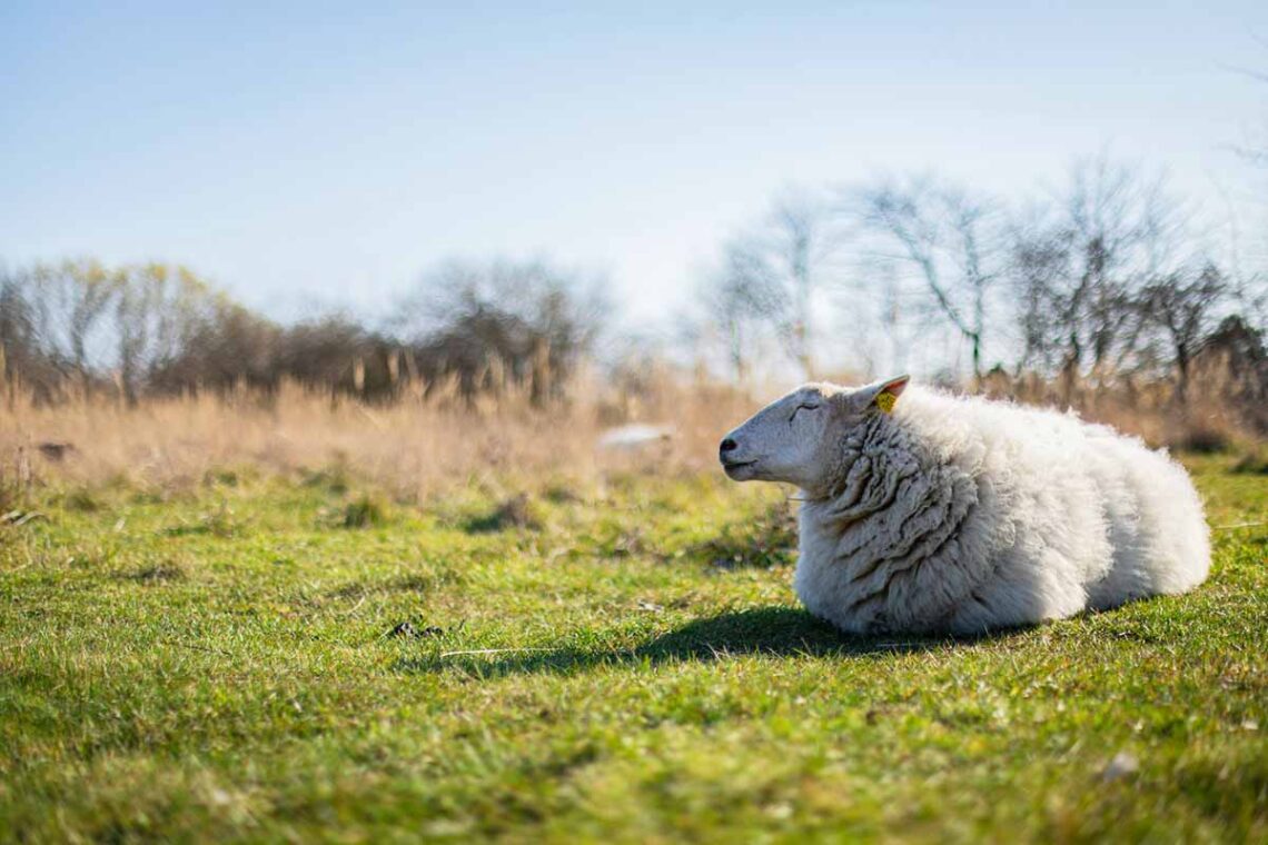 April fører statistikken som Danmarks tørreste måned