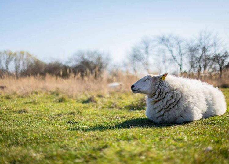 April fører statistikken som Danmarks tørreste måned
