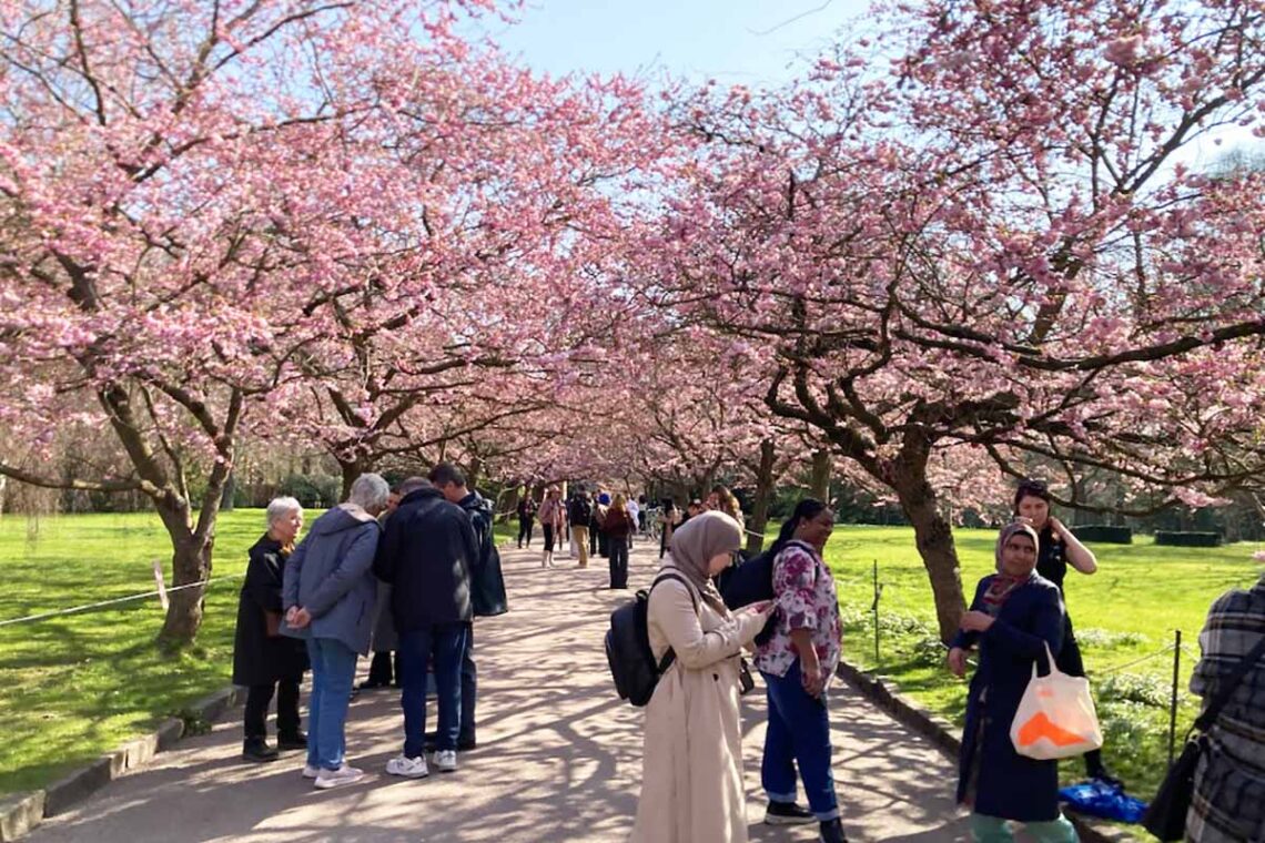Kirsebæralléen på Bispebjerg Kirkegård (Foto: Kultur-, Fritids- og Borgerserviceforvaltningen / Københavns Kommune)