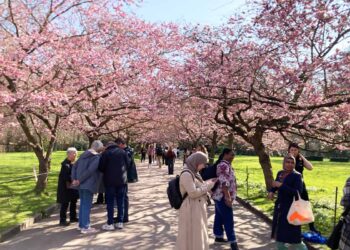 Lyserødt forårsboom på Bispebjerg – kirsebæralléen er sprunget ud igen