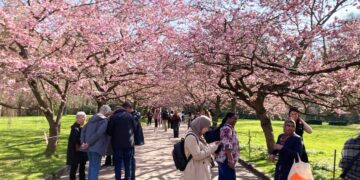 Lyserødt forårsboom på Bispebjerg – kirsebæralléen er sprunget ud igen