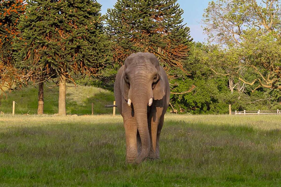 Elefanten Lara i Knuthenborg Safaripark (Foto: 
Knuthenborg Safaripark)