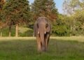 Knuthenborg Safaripark afliver elefanten Lara