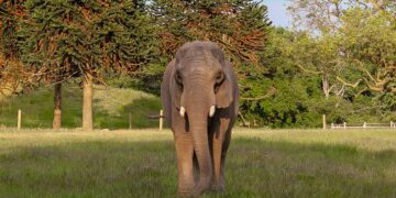 Knuthenborg Safaripark afliver elefanten Lara