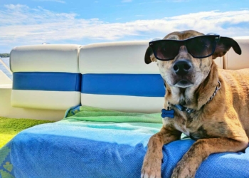 Fra hedeslag til flåter: 10 sommerfarer for hunde du bør kende