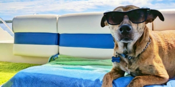 Fra hedeslag til flåter: 10 sommerfarer for hunde du bør kende