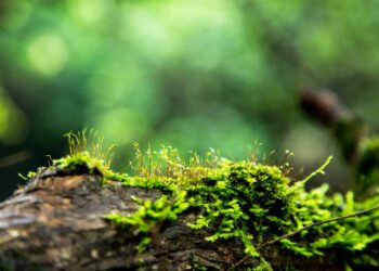 Protein found in moss may have helped plants thrive on land